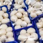 Mushroom punnet